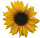 Sunflower bullet